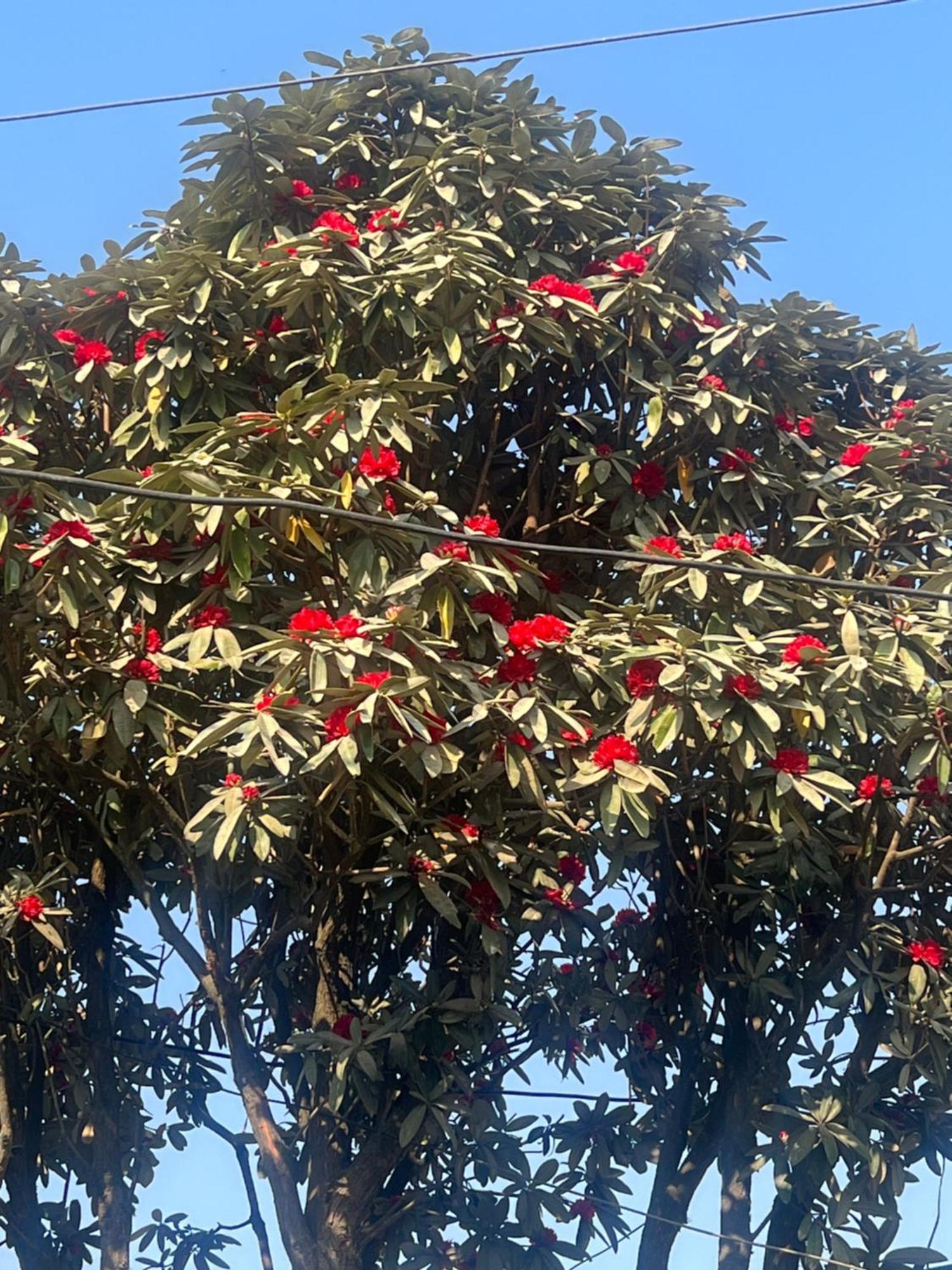 Nagarkot Resort Pvt. Ltd Exteriör bild